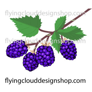 blackberry illustration vector