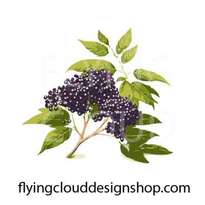 Elderberry stock art vector
